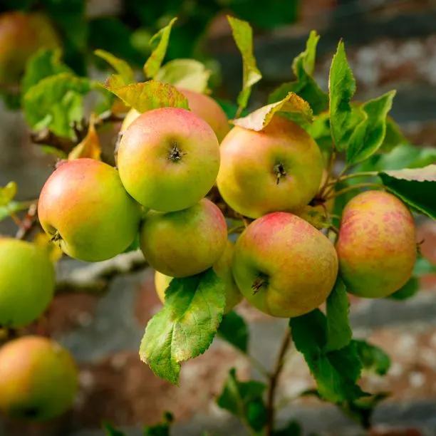 Apple tree Blenheim Orange (Malus domestica) 1